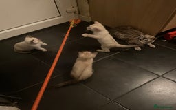 Bengal cats for sale: INTRODUCING 3 ❤️❤️❤️ BEAUTIFUL FELINES  - Image 22
