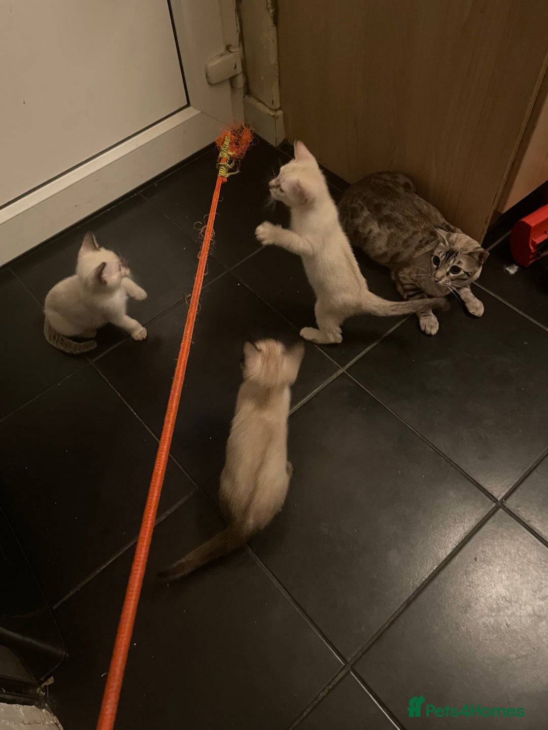 Bengal cats for sale: INTRODUCING 3 ❤️❤️❤️ BEAUTIFUL FELINES  - Image 22