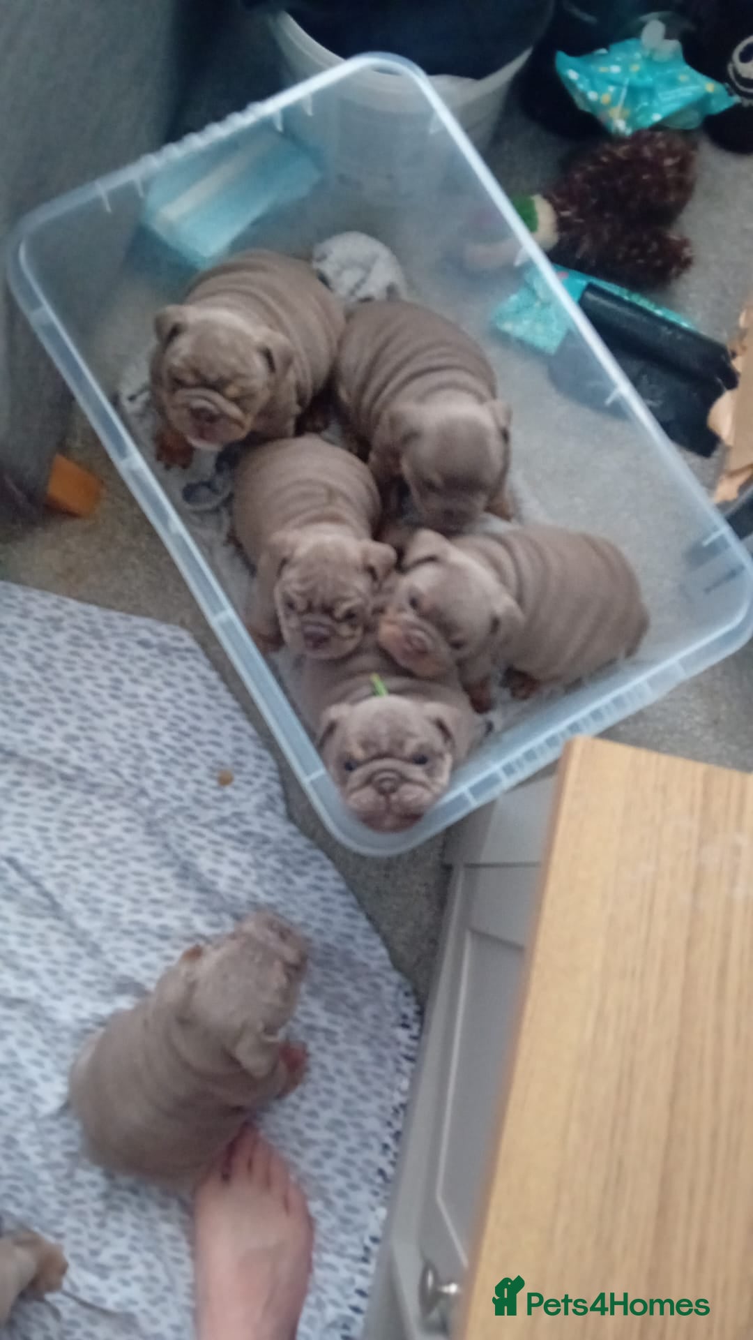 English Bulldog dogs Merle, tan, blue english bulldog litter - Advert 10