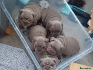 English Bulldog dogs Merle, tan, blue english bulldog litter - Advert 10