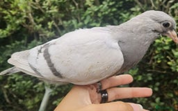 Pigeons birds for sale: Pigeons [Semi Hand-Raised] - Fancy & Racing Breeds - Image 3