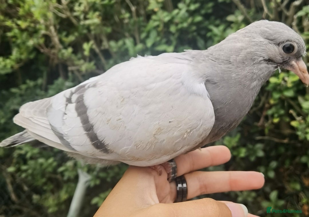 Pigeons birds for sale: Pigeons [Semi Hand-Raised] - Fancy & Racing Breeds - Image 3
