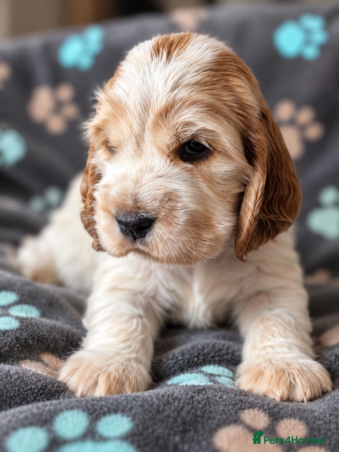 Cocker Spaniel dogs Exceptional KC Registered Cocker Spaniel Puppies - Advert 2
