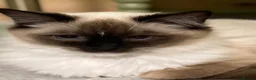 Ragdoll cats for sale: GCCF. Perfect Ragdolls ready to go. - Advert 21