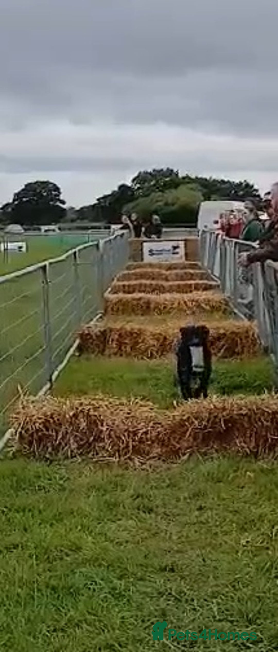 Labrador Retriever dogs for stud: KC Registered working Lab Stud – Proven – Smokie - Advert 16