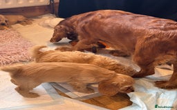 Cockapoo dogs for sale: MINIATURE COCKAPOO PUPPIES RUBYS & GOLDEN  - Image 8