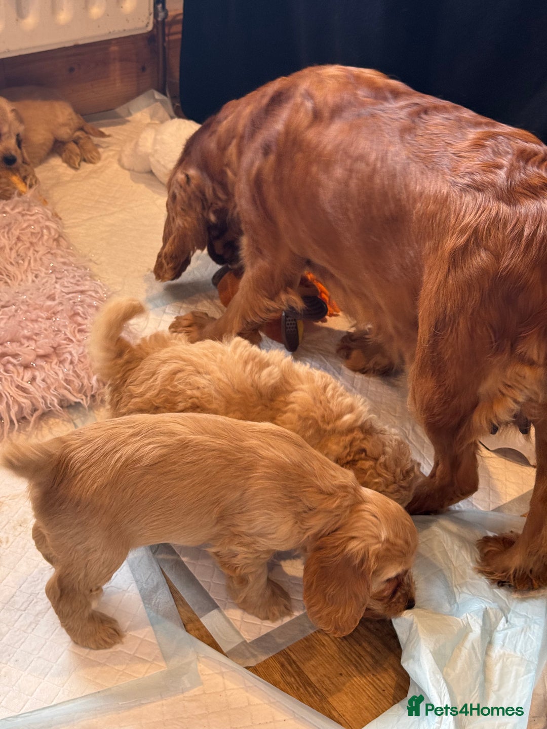 Cockapoo dogs for sale: MINIATURE COCKAPOO PUPPIES RUBYS & GOLDEN  - Image 8