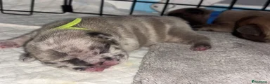 French Bulldog 5