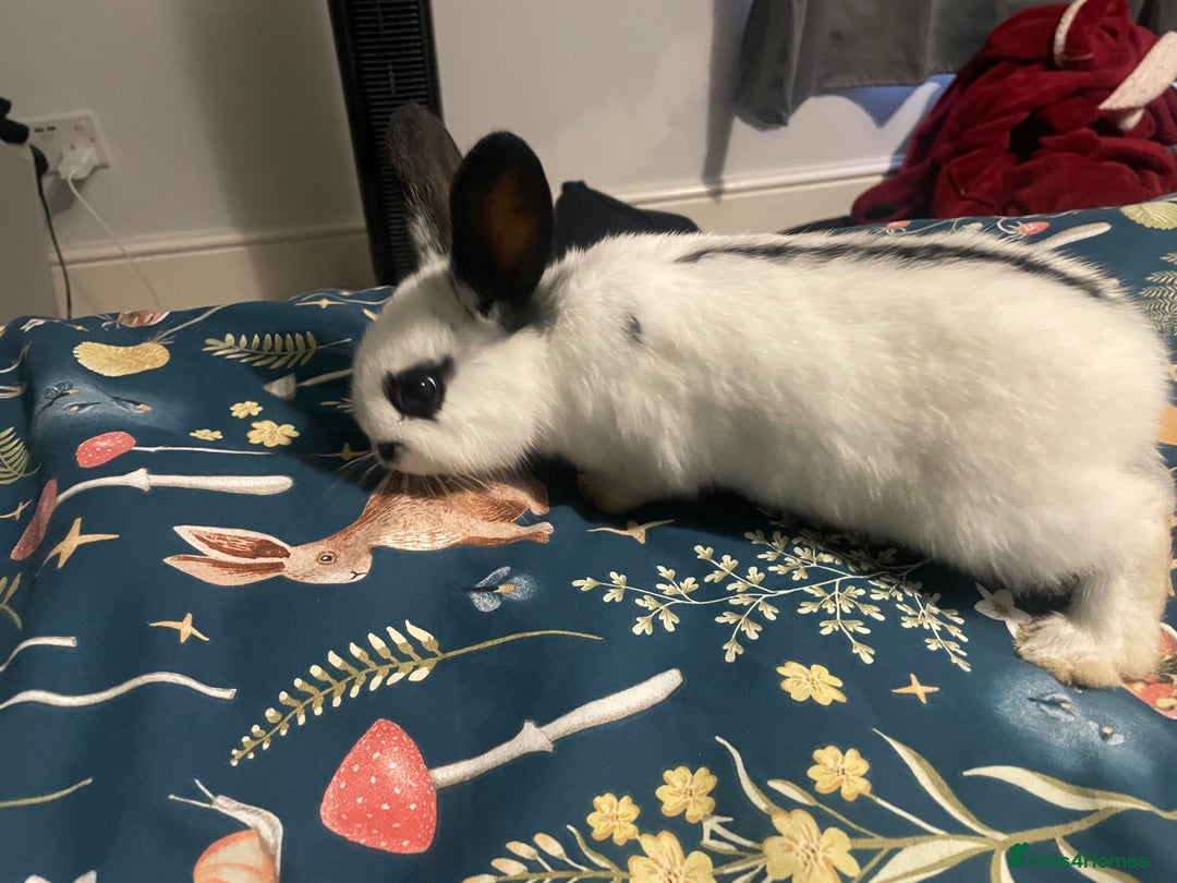 English Spot rabbits for sale: 2 Female English Spot x Lop Rabbits  - Image 6