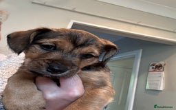 Jack Russell dogs for sale: 2x trio girls available  - Image 1
