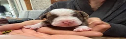 Mixed Breed dogs for sale: English bull dog cross springer  - Advert 14