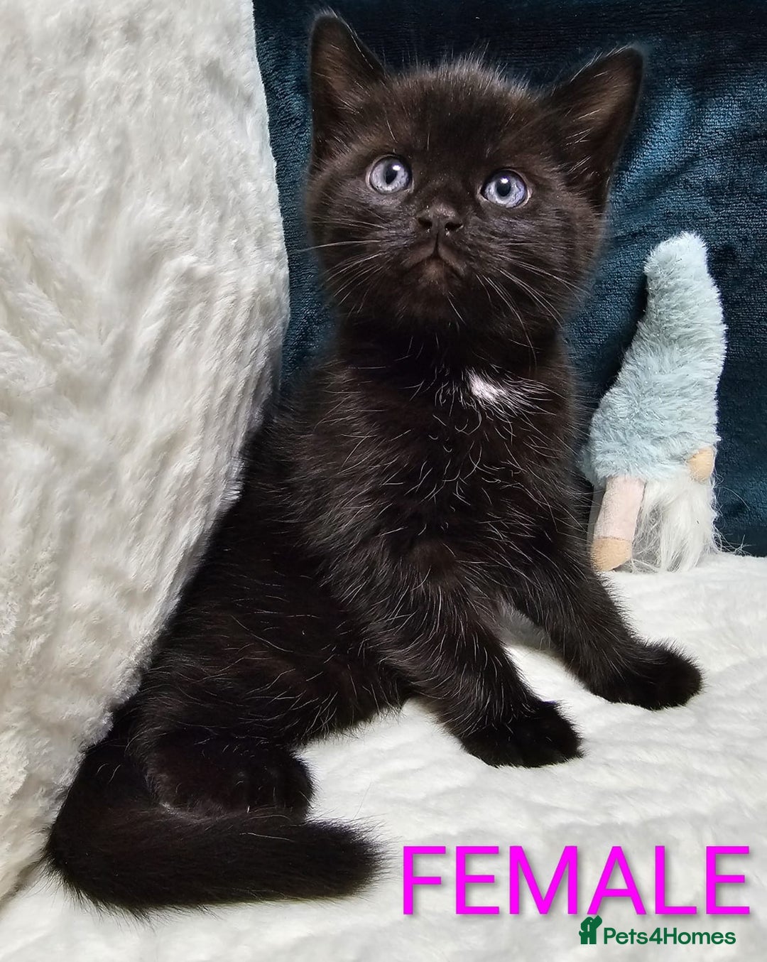 Mixed Breed cats for sale: Adorable Kittens Available – 8 Weeks Old! 🐾 - Advert 4