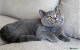 British Shorthair cats for sale: Beautiful boy  - Image 2