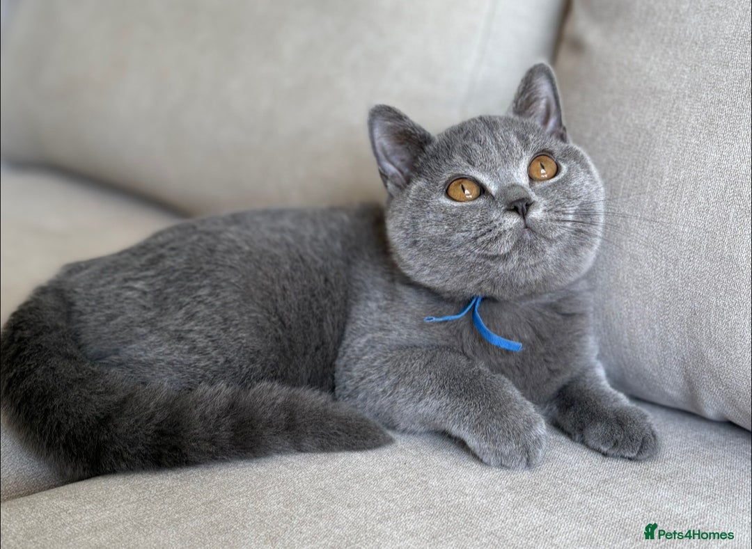 British Shorthair cats for sale: Beautiful boy  - Image 2
