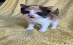 Maine Coon cats for sale: Maine coon x - Image 23