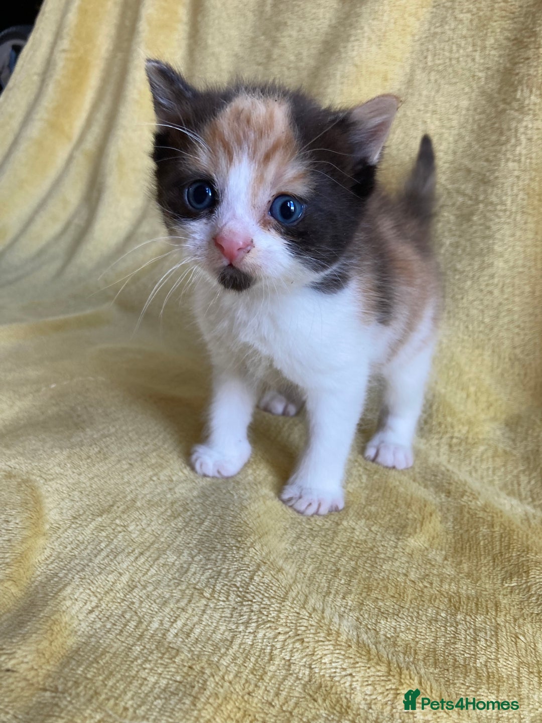 Maine Coon cats for sale: Maine coon x - Image 23