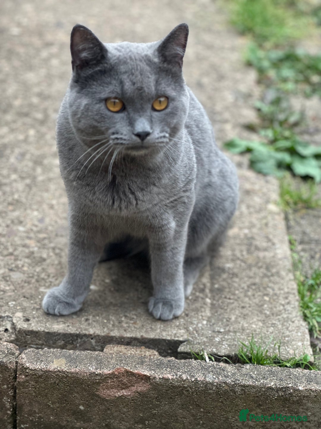 British Shorthair cats for sale: British short hair cross kittens - Image 17