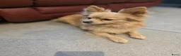 Pomchi dogs for sale: 🐶 Gorgeous 1 year old Rare Blonde Tiny Pomchi 🥰 - Advert 9