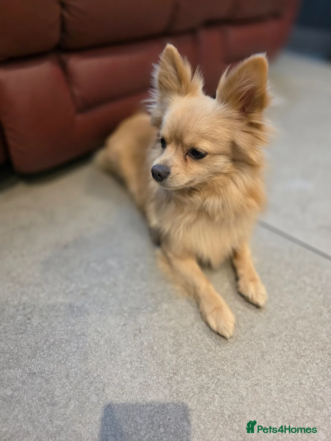 Pomchi dogs for sale: 🐶 Gorgeous 1 year old Rare Blonde Tiny Pomchi 🥰 - Advert 9