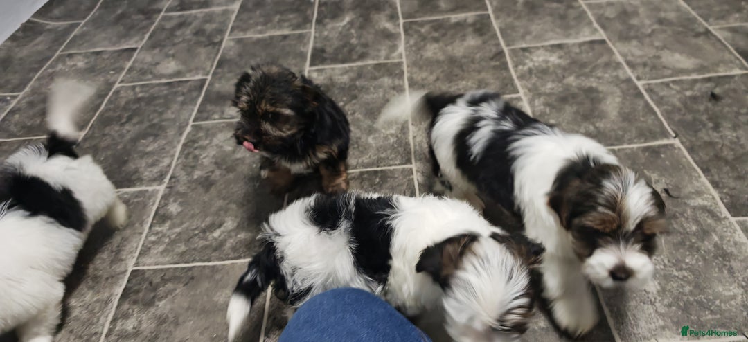 Biewer Terrier dogs for sale: Last Biewer terrier pup.Colourful Yorkshire Yorkie - Advert 4