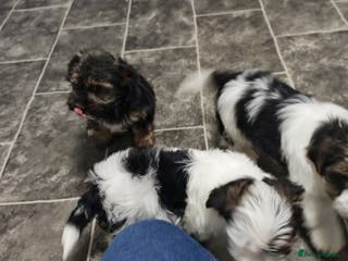 Biewer Terrier dogs Last Biewer terrier pup.Colourful Yorkshire Yorkie - Advert 8