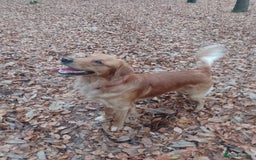 Golden Retriever dogs for stud: Golden Retriver Red/Dark Stud Dog - Image 4