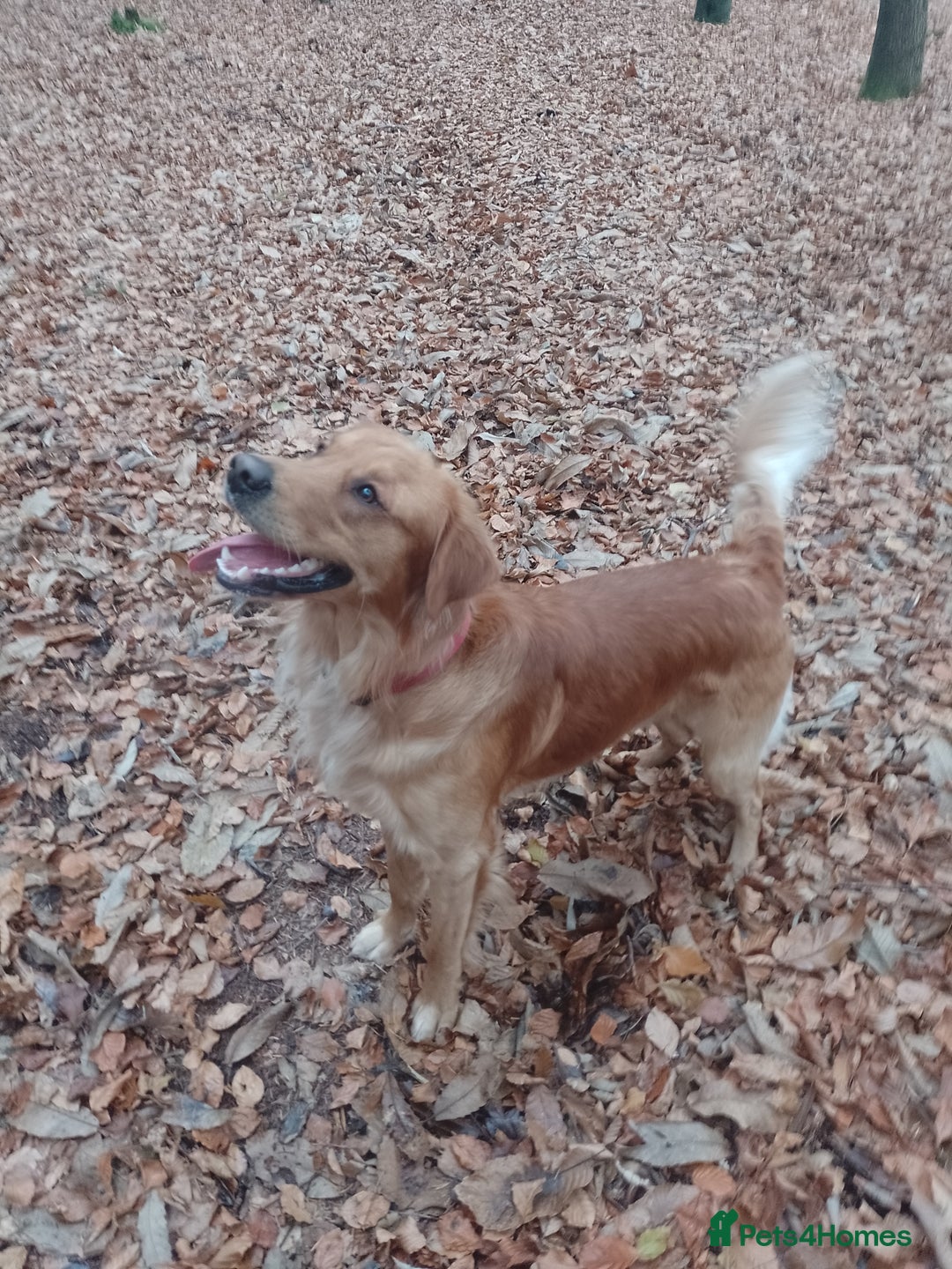 Golden Retriever dogs for stud: Golden Retriver Red/Dark Stud Dog - Image 4