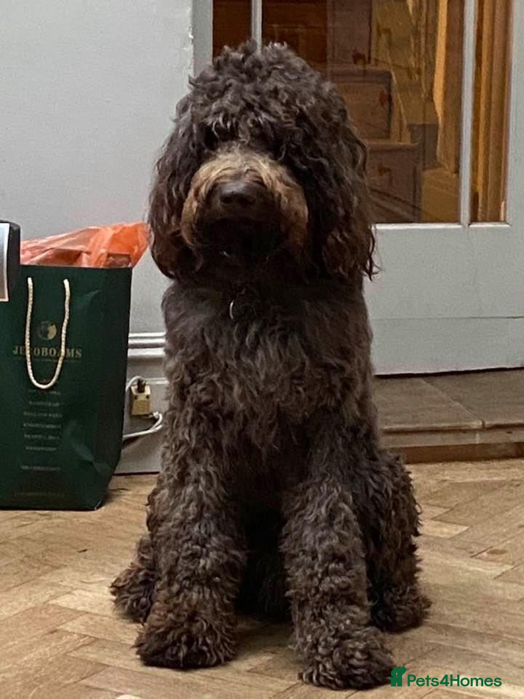 Labradoodle dogs for sale: F4 Standard Labradoodles (Fully Health Tested) - Image 8