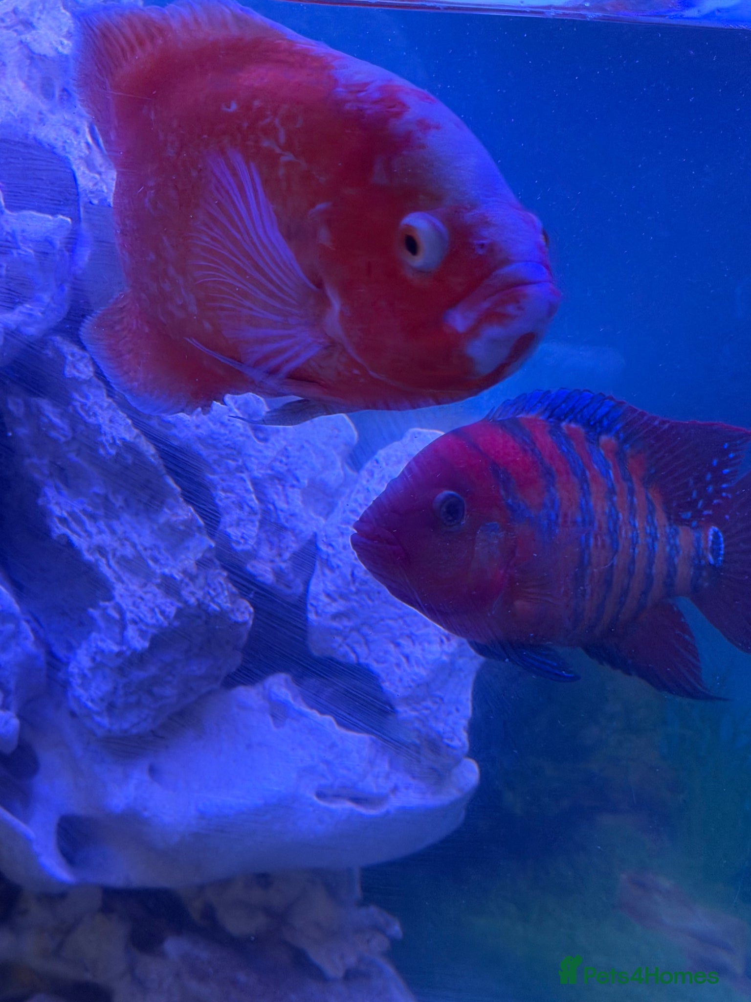 Cichlids fish for sale: Cichlids and catfish for sale (large 2 years old) - Advert 1