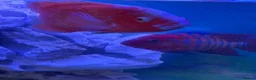 Cichlids fish for sale: Cichlids and catfish for sale (large 2 years old) - Advert 1