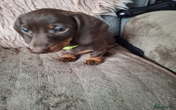 Dachshund dogs for sale: x2 Miniature Dachshund pups for sale  - Image 7