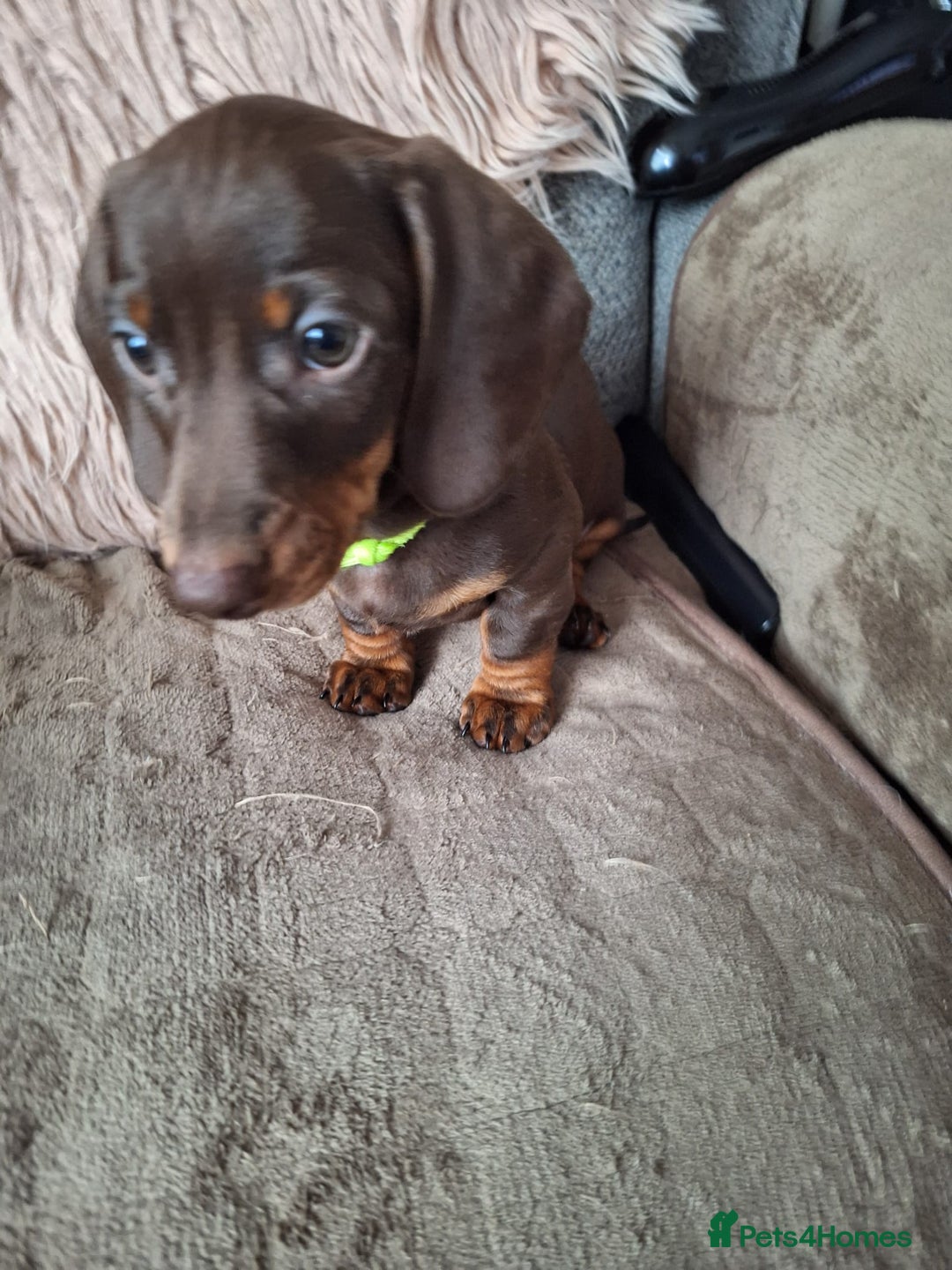 Dachshund dogs for sale: x2 Miniature Dachshund pups for sale  - Image 7