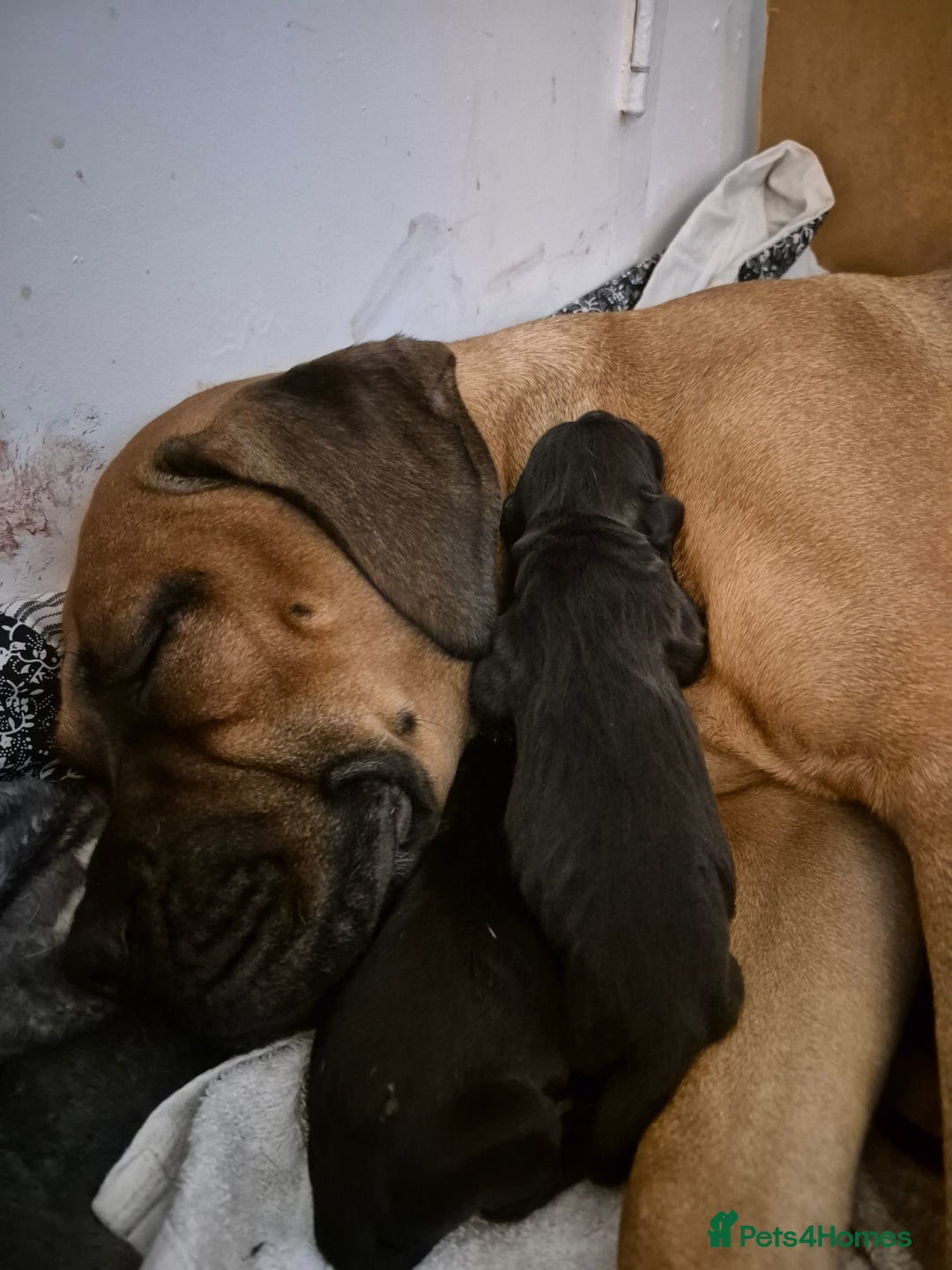 Mixed Breed dogs for sale: Bullmastiff x Springer Spaniel Puppies - Advert 7