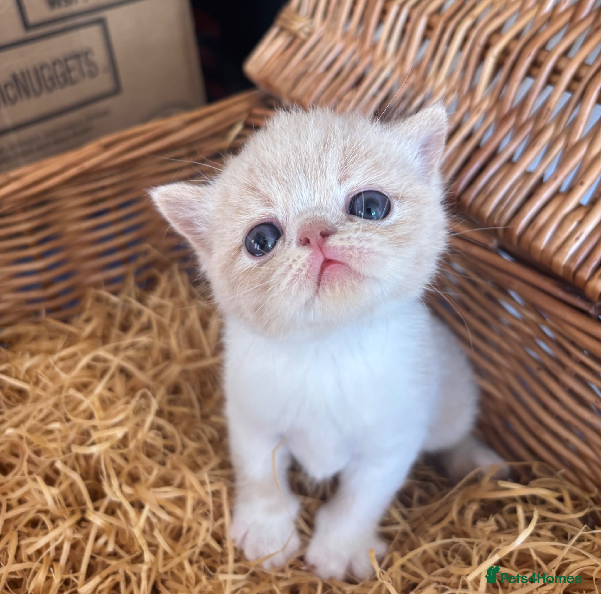 Exotic cats CHUNKY EXOTICS KITTENS GCCF PARENTS   - Advert 3
