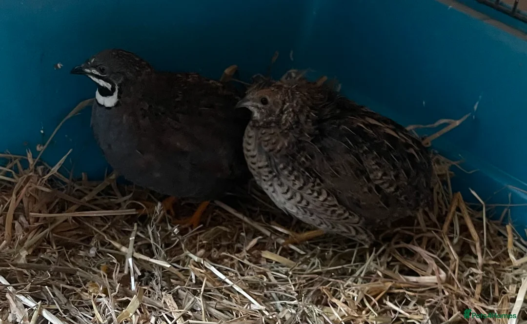Quail poultry for sale: Lovely Pair Chinese (Button) Quail’s - Advert 1