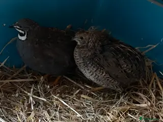 Quail poultry Lovely Pair Chinese (Button) Quail’s - Advert 1