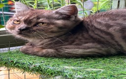 British Shorthair cats for sale: GORGEOUS BSH KITTENS in Oldham - Image 7