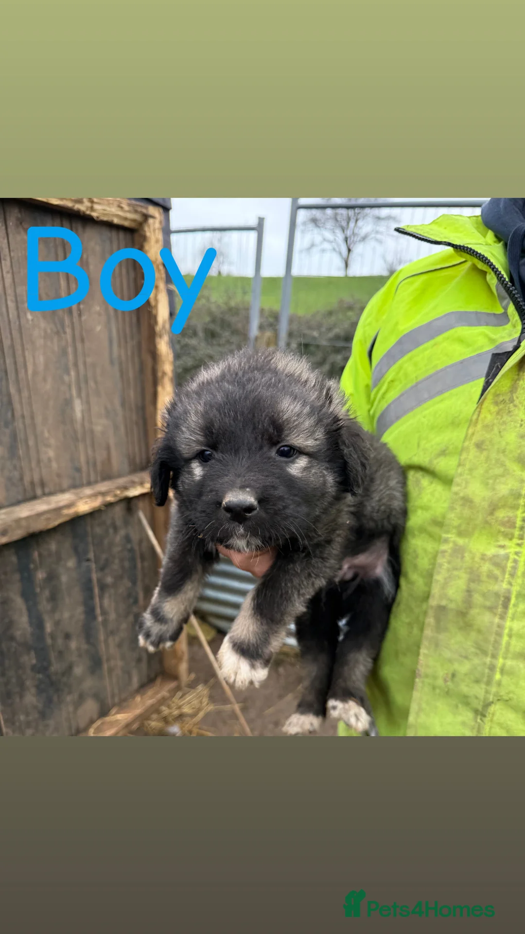 Caucasian Shepherd Dog dogs for sale: Beautiful Caucasian shepherd puppies in Radstock - Advert 10