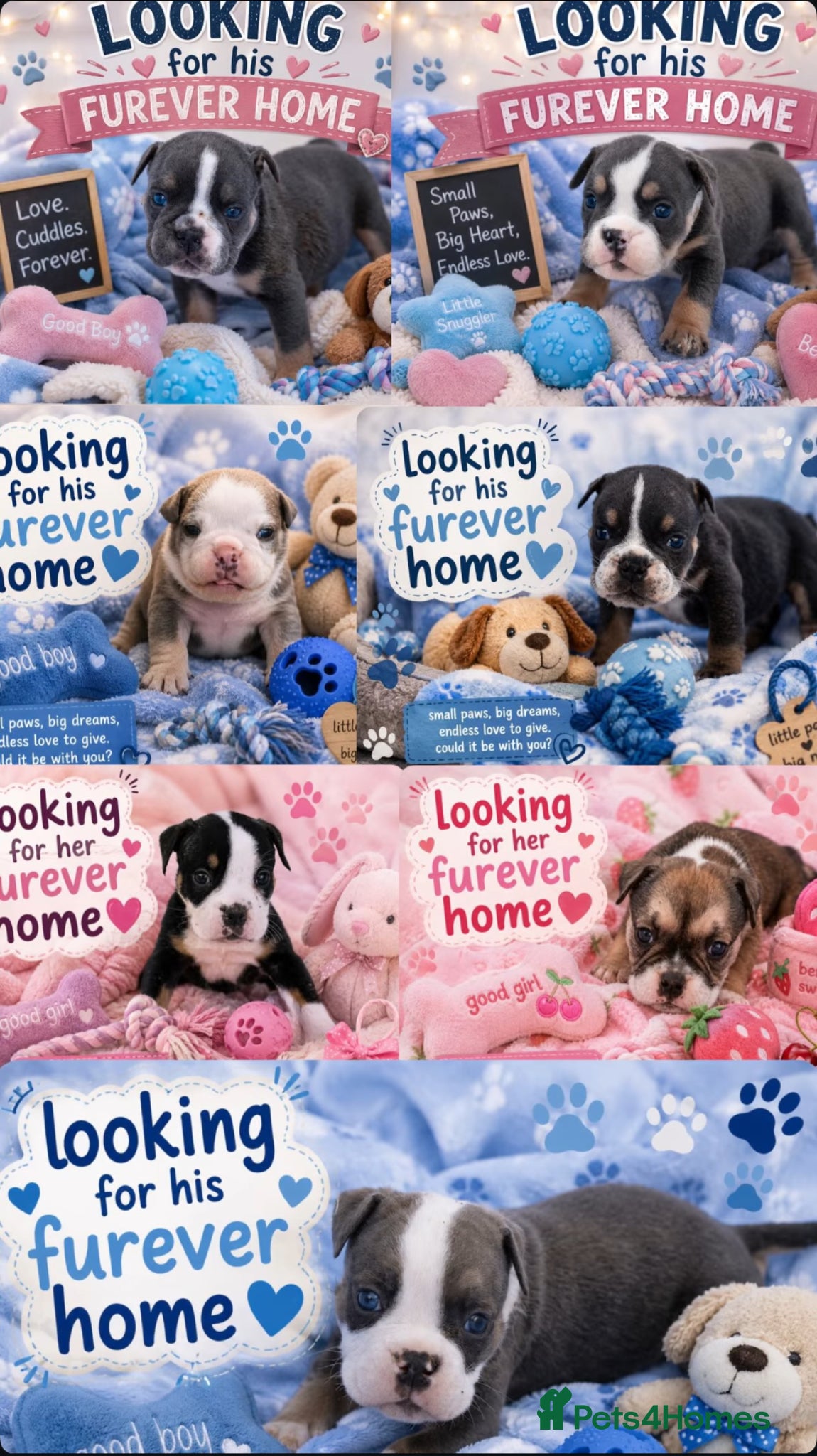 English Bulldog dogs English bulldogs PUPPIES 7 still available  - Advert 8