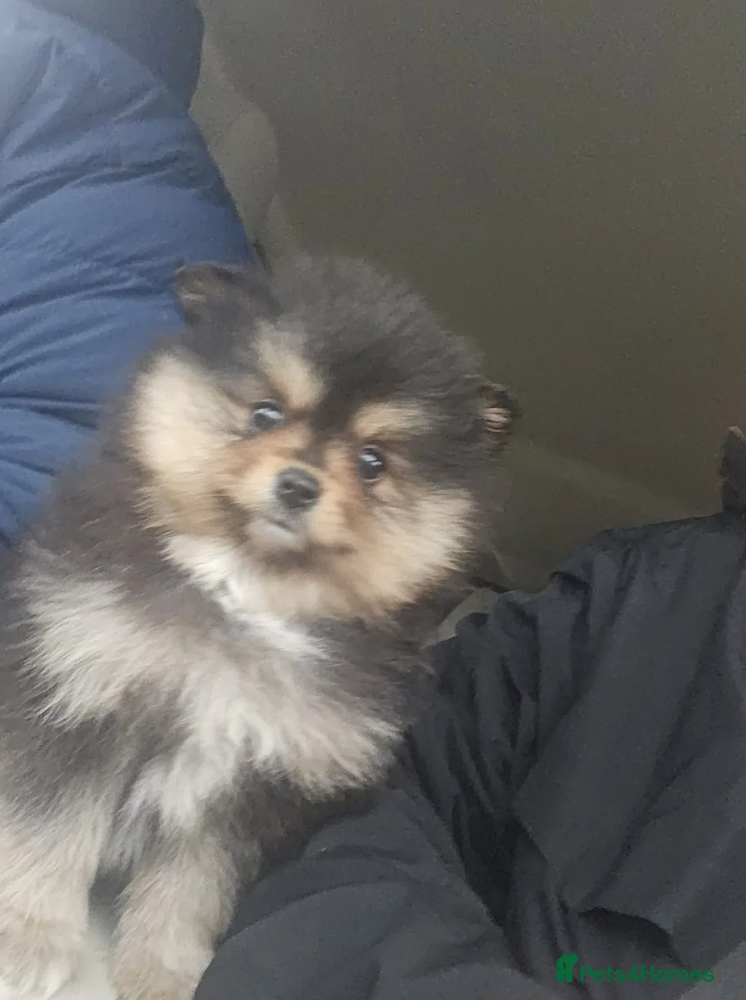 Pomeranian dogs for sale: Outstanding brother and sister pomeranin pups - Advert 2