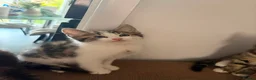 British Shorthair cats for sale: 1 male kitten and 2 females  - Advert 2