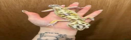 Leopard Gecko reptiles for sale: Mixed Morph Leopard Geckos For Sale - Advert 9