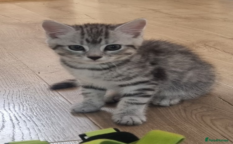 British Shorthair cats for sale - Advert 2