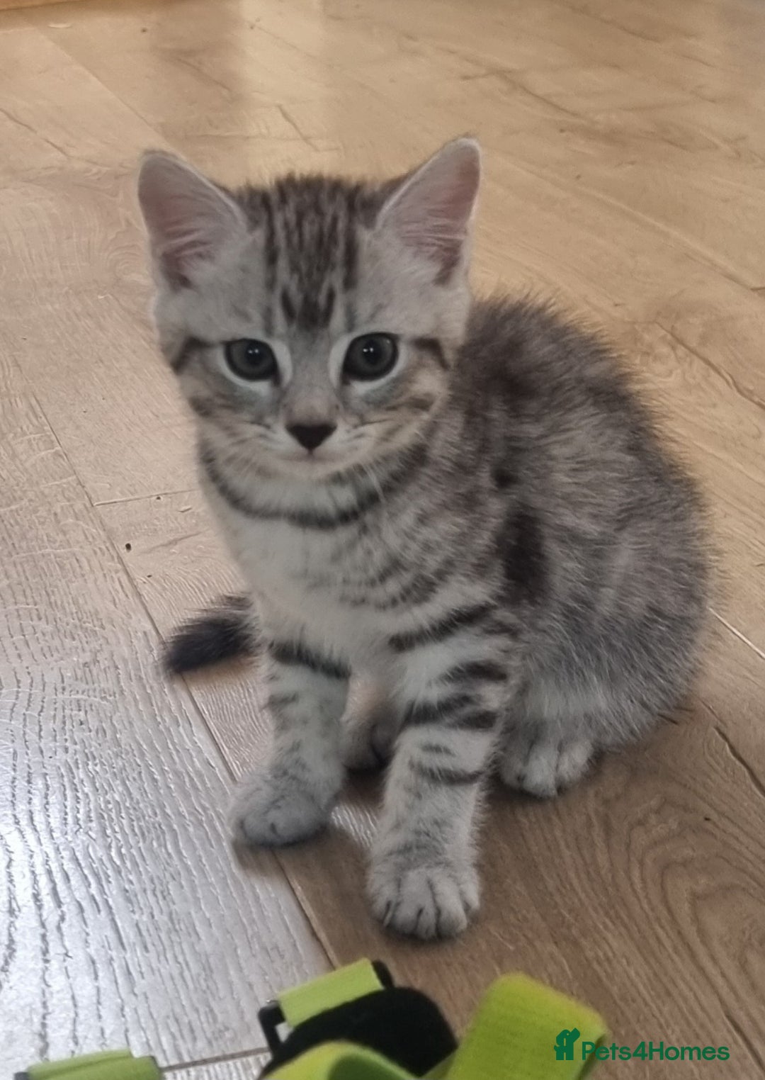British Shorthair cats for sale: Gorgeous female BSH kitten - Image 1