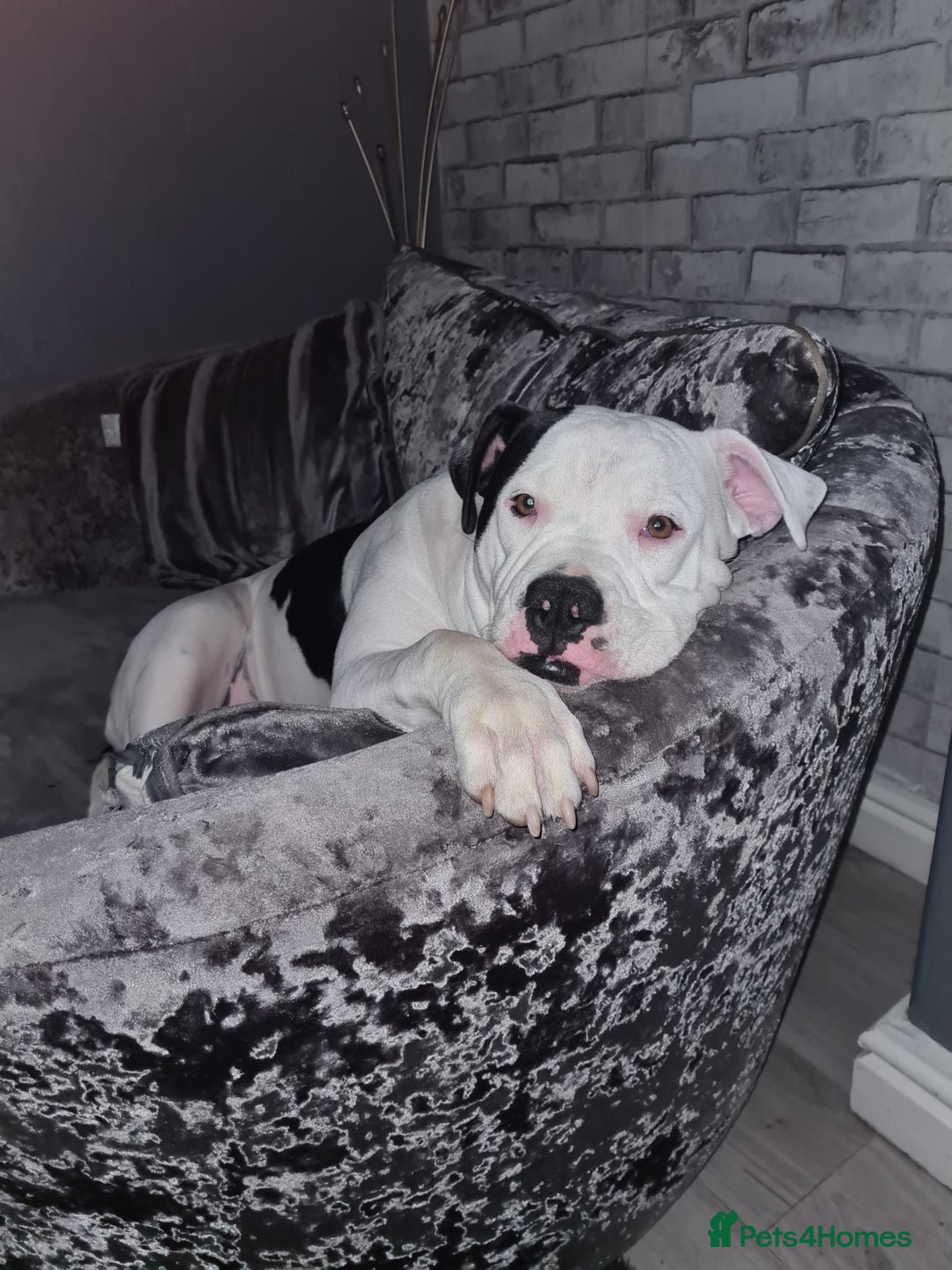Alapaha Blue Blood Bulldog dogs for stud: Bitch looking for stud - Advert 5