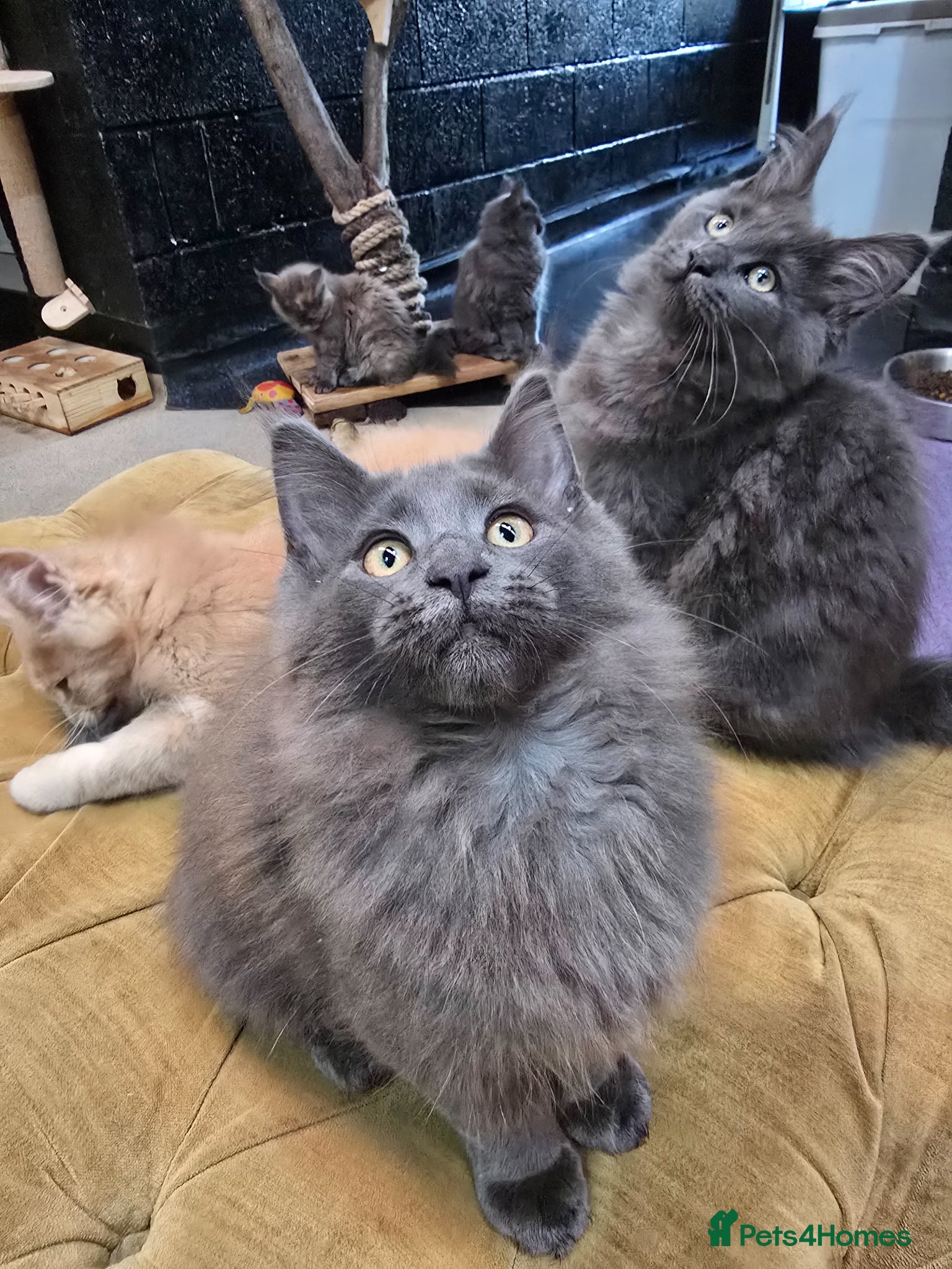 Maine Coon cats Beautiful gccf PET registered maine coon babies  - Advert 1