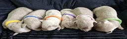Miniature Dachshund dogs for sale: 💎 TOP QUALITY KC REG & PRA CLR MINI DACHSHUNDS💎 - Advert 4