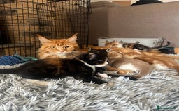 Maine Coon cats for sale: Maine Coon Cross Kittens  - Image 4