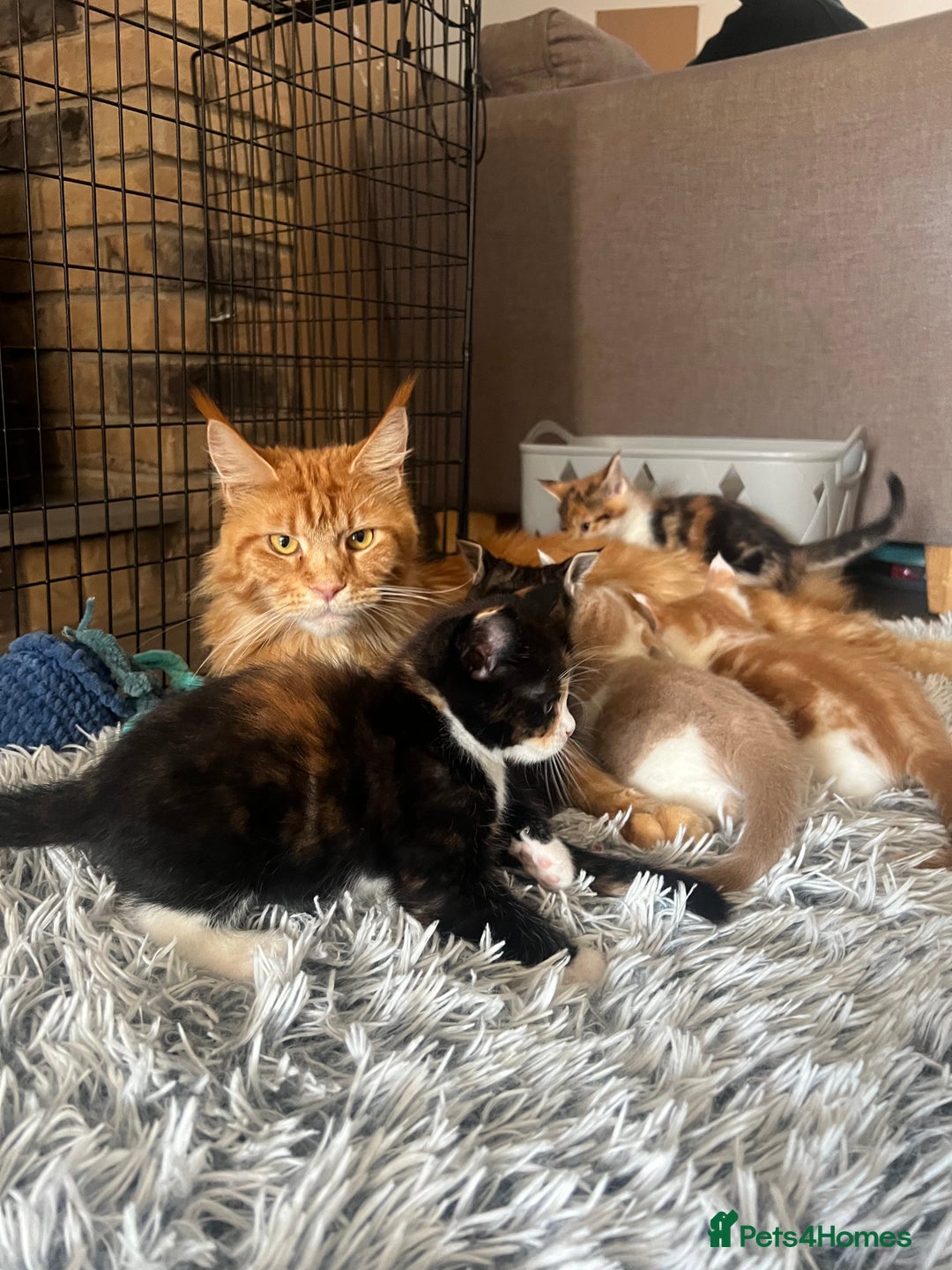 Maine Coon cats for sale: Maine Coon Cross Kittens  - Image 4