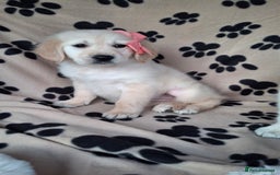 Golden Retriever dogs for sale: Kc, health tested, show type, golden retrievers. - Advert 16